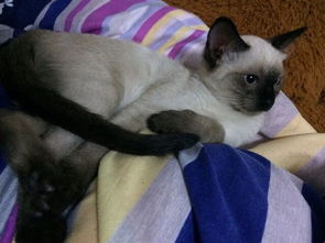 价格便宜点的猫有哪些