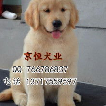 河北金毛犬舍哪里有