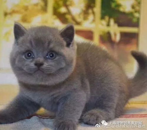 美短和蓝猫哪个贵