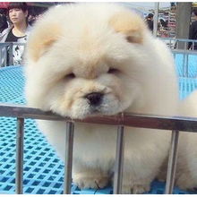 哪里能买到纯种松狮犬