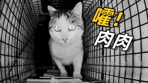 如何抓住流浪猫