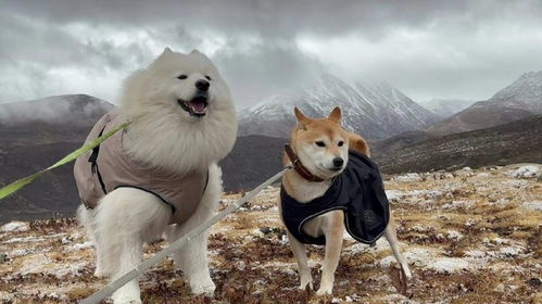 如何带狗狗旅行
