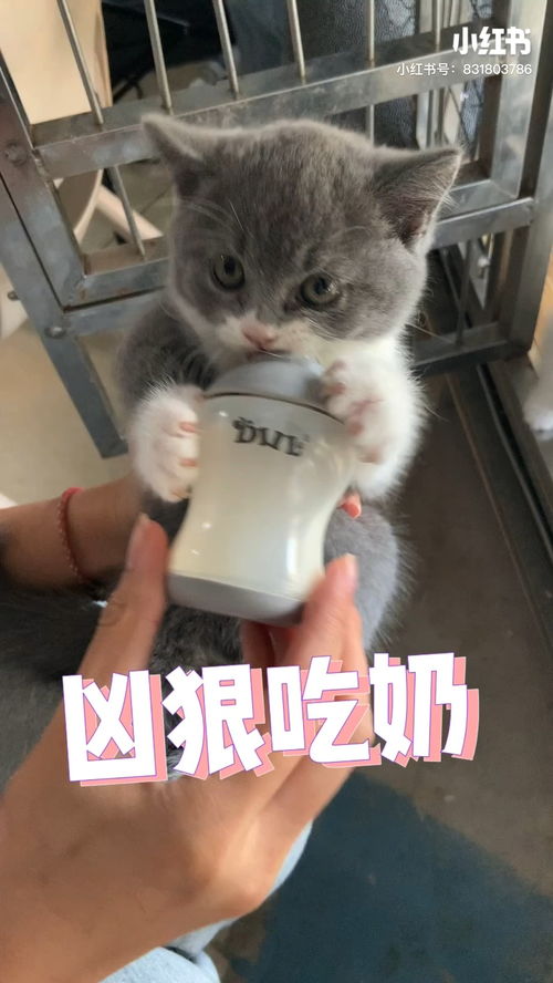 买猫在哪里买