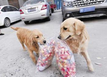 狗怀孕多久肚子最大