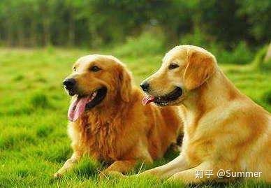 金毛犬有哪些颜色