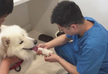 狗狗打完防疫针多久能洗澡