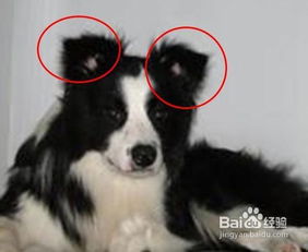 怎么样分辨牧羊犬咬人