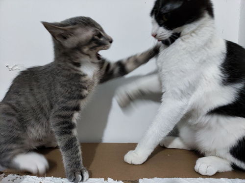 哪里有小猫买