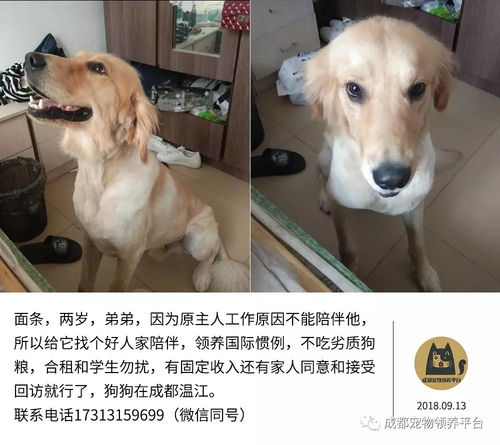 成都哪里收养狗