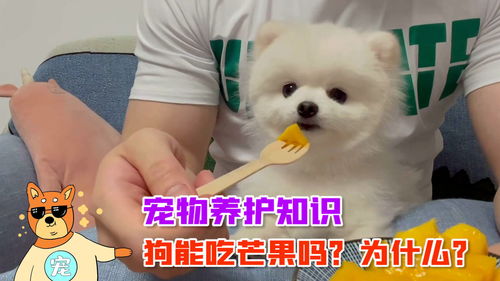 小狗吃了芒果会怎么样