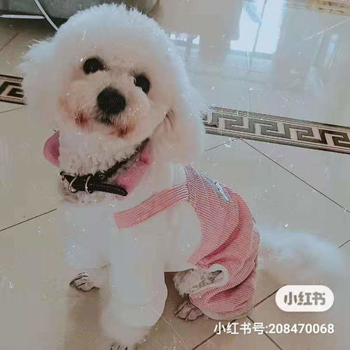 比熊可以跟哪些狗狗配