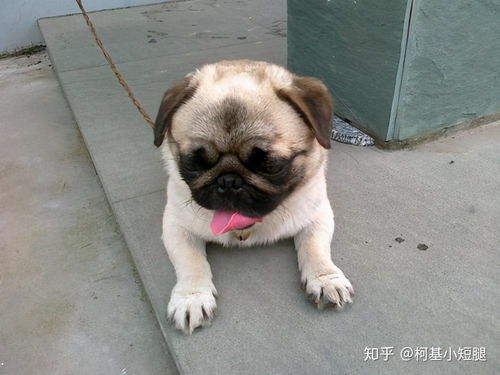 法斗犬巴哥智商哪个高