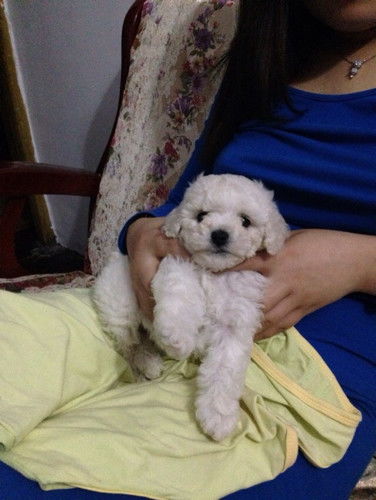 比熊犬如何断尾