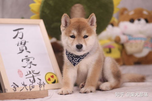 买柴犬应该要注意哪些