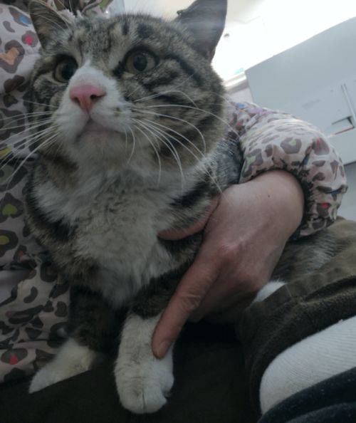 成都在哪里领养猫咪