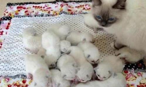 小猫出生后多久洗澡