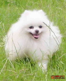 泰迪和博美哪个犬好
