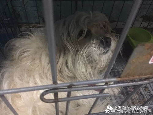 上海哪里收养流浪狗