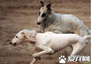哪里卖萨路基猎犬