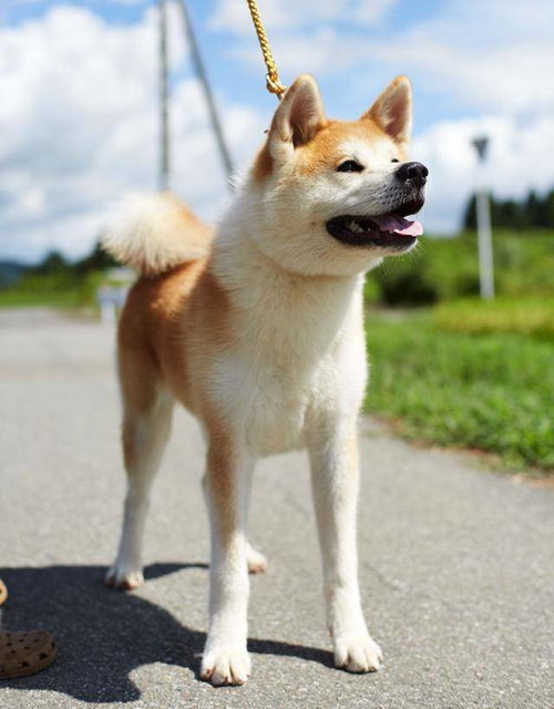 日本犬种有哪些