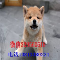 成都哪里买纯种柴犬