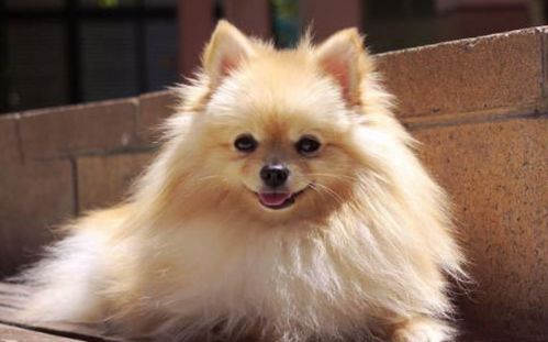 如何控制博美犬的体重