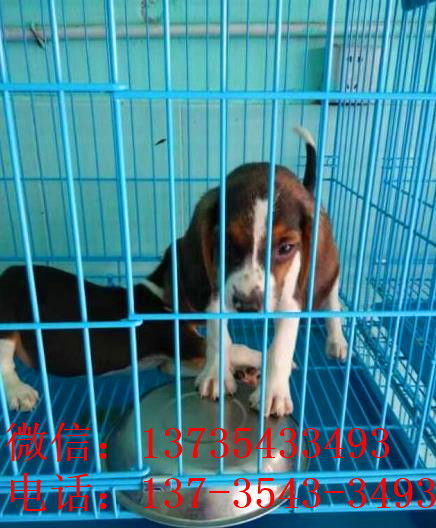 天津哪里能买到狗