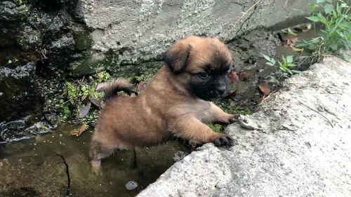小狗多久喝一次水