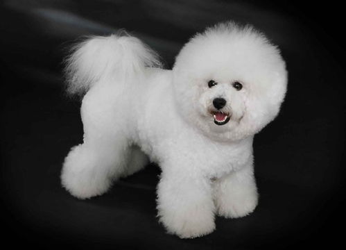 比熊犬如何梳毛