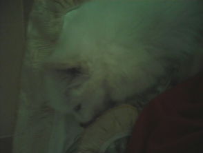 犬细小多久可以吃食