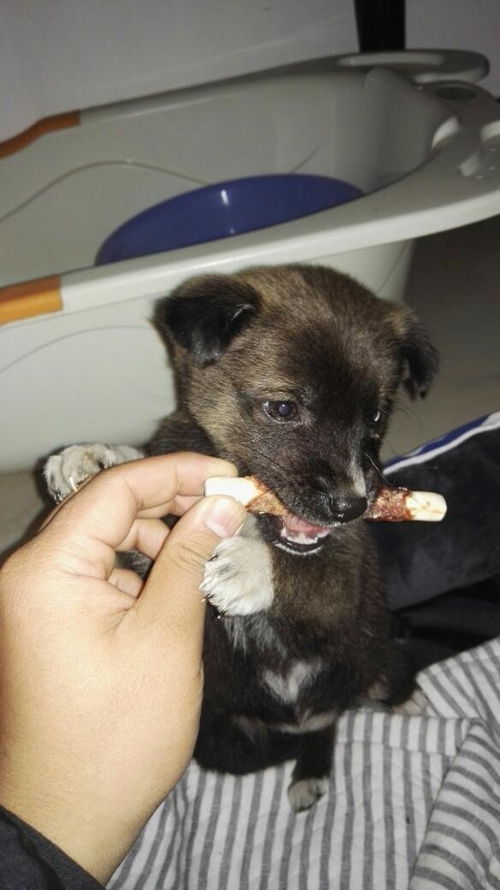 小狗养多久成大狗