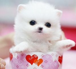 茶杯犬正常活多久