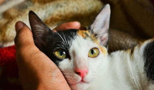 如何让猫咪喜欢自己