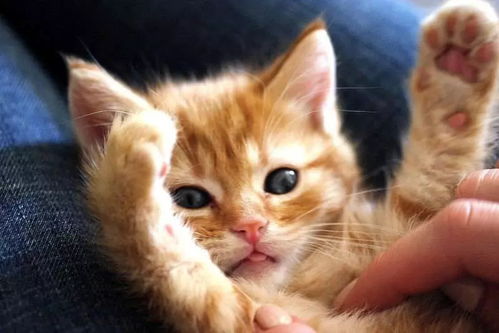 猫的肠胃病有哪些