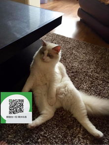 昆明哪里有猫咪卖