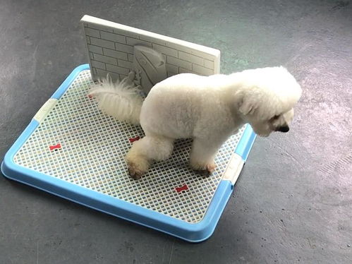 贵宾犬如何训练大小便