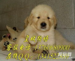 哪里能买到好金毛犬