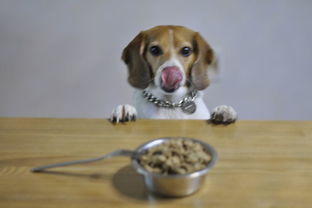 狗狗吃哪些食物可以补钙