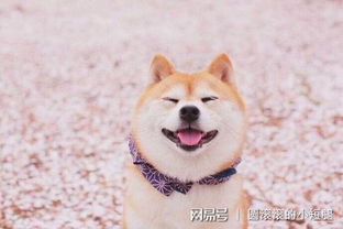 柴犬耳朵多久竖起来