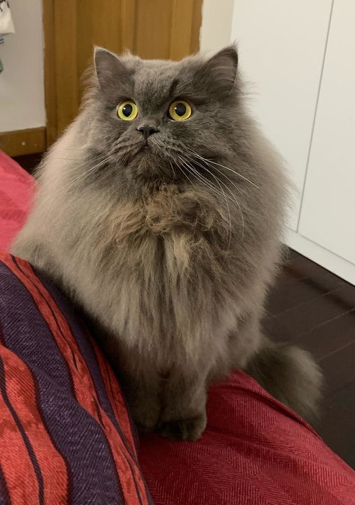 蓝猫品种有哪些