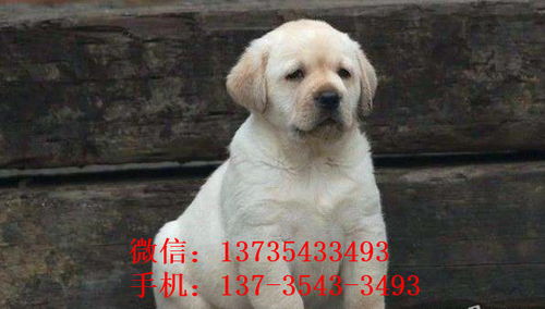 哪里买拉布拉多狗