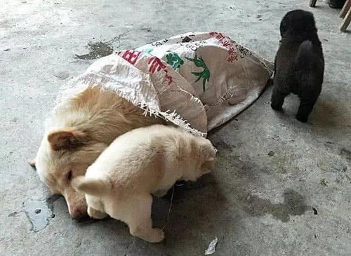 狗狗做月子要多久
