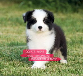 纯种牧羊犬哪里买