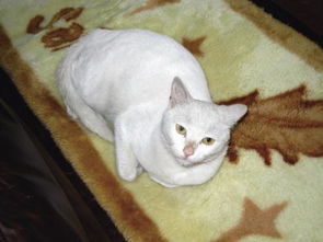 如何驱赶野猫拉屎