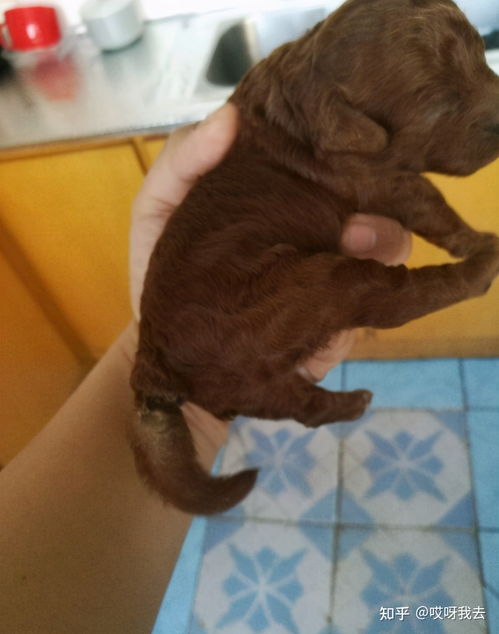 泰迪犬如何断尾