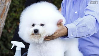 宠物犬去哪里买