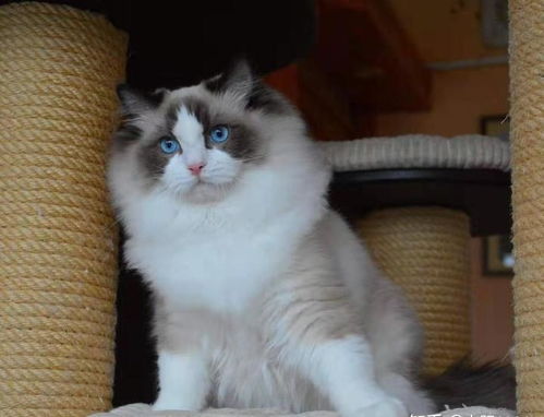 哪里有纯种布偶猫