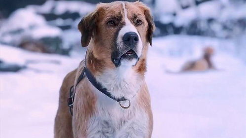 还有哪些犬类