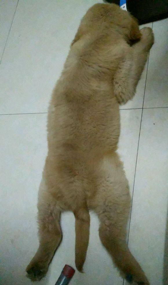 金毛犬如何度过尴尬期