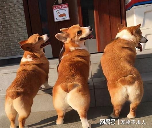 尾巴短的狗有哪些